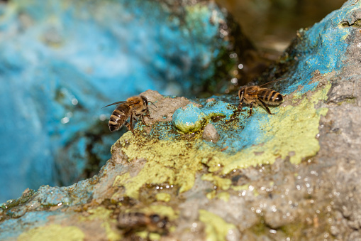 Two worker bees drinking from droplets on a rock from a fountain