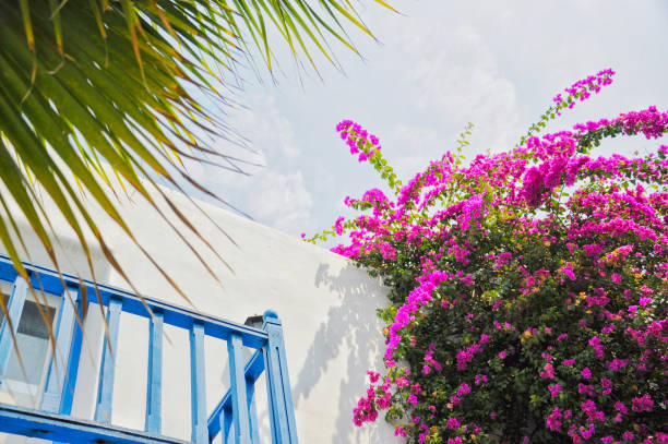istock Bougainvillea Flower on Balcony 2001644175
