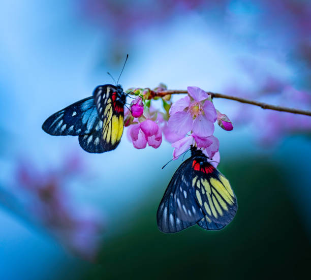 istock Butterfly and blooming cherry blossoms 2001652884