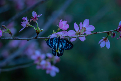 Butterfly and blooming cherry blossoms