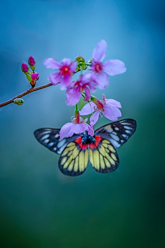 Butterfly and blooming cherry blossoms