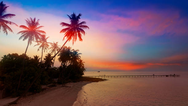 istock Banner Summer with colorful theme as palm trees background as texture frame background 2001750553