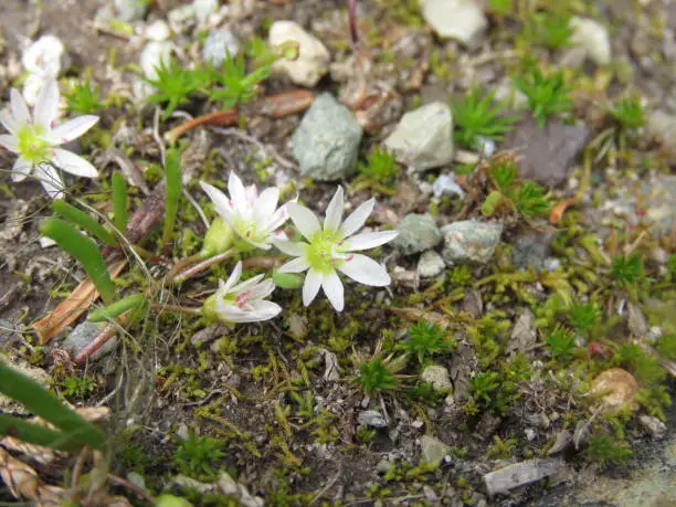 (Lewisia tripylla) This native wildflower to the Pacific Northwest is an uncommon flower.  It has 2-5 thread-like leaves on the upper part of the stem. It has 5 petals with light pink lines.  It grows in moist soils.  It is a perennial herb.