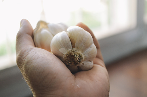 Woman's hand planting small garlic in the ground. Early spring preparations for the garden season.