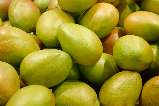 fresh mango in pile in the harvest season