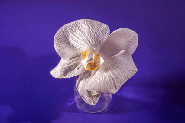 Delicate white orchid flower head. Phalaenopsis. Close-up.