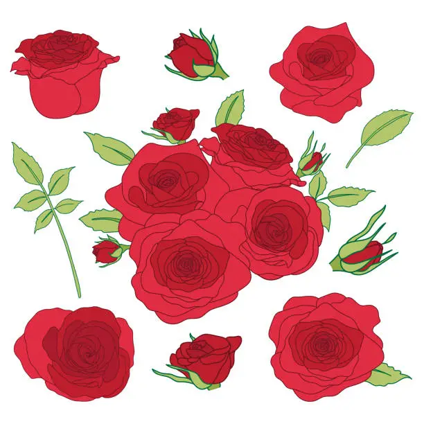 Vector illustration of Set of Red Roses Collection and Green Leaves for Wedding or Valentine Greeting Card or Invitation Design Vector