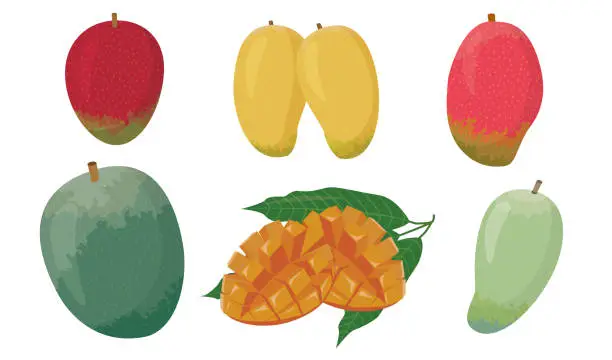 Vector illustration of Tropical and delicious variety of mangoes and cuts./ illustration material (vector illustration)