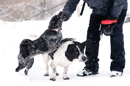 A black dog, dusted with snowflakes, attentively stands on hind legs to reach a person's hand during a winter training session