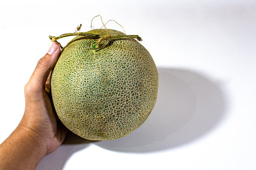 one large round melon held in the left hand, presented on a plain white background