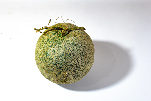 one large round melon. presented on a plain white background
