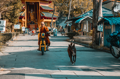 Krabi,Thailand-January 31,2024: old monk reaching the temple by his motorcycle.