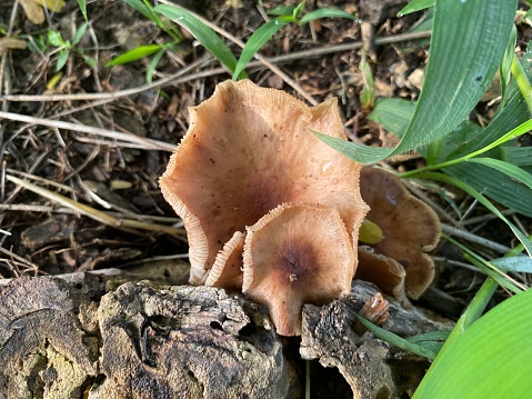 Wood mushrooms grow wild
