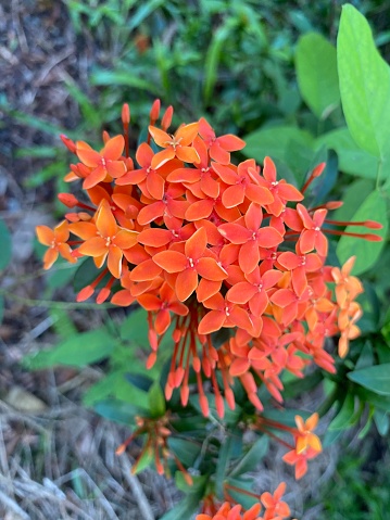 Asoka flowers are red and slightly orange