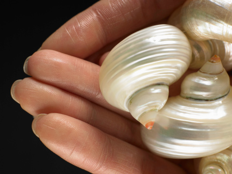 A beautiful little shell in a woman's delicate palm, photographed close-up