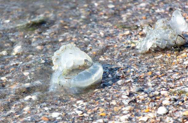 Medusa lies on the seashore.