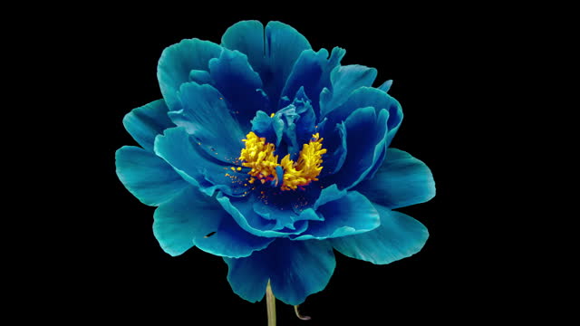 Timelapse of blue peony flower blooming on black background.