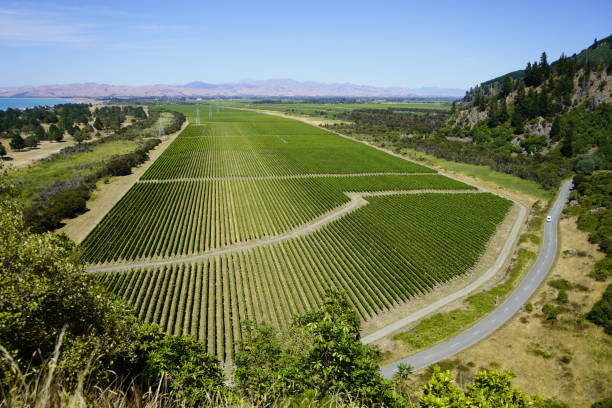 rarangi weinberge - blenheim stock-fotos und bilder