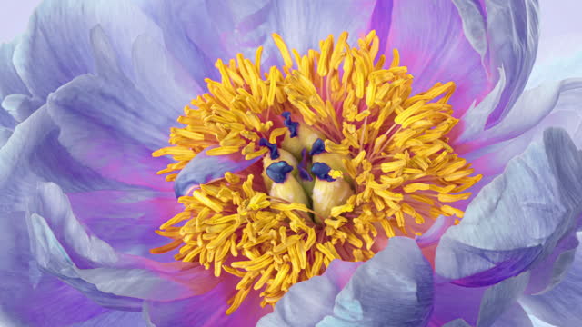 Amazing colourul peony flower background