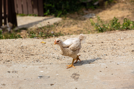 Chicken on the street in the village