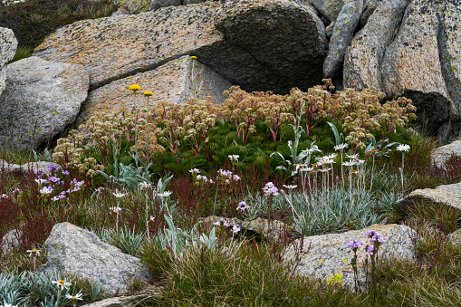 Wildflowers against the rocks at Kosciusko national park