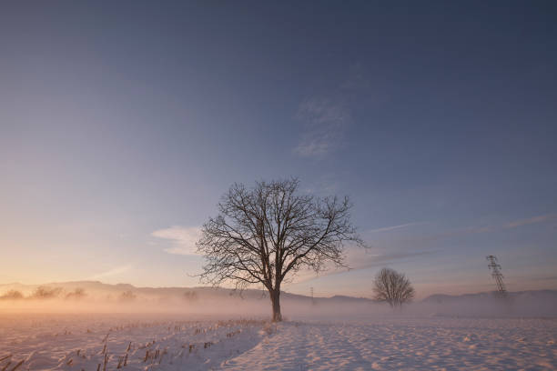 Winter sunset with silhouette of leaf-less tree. stock photo