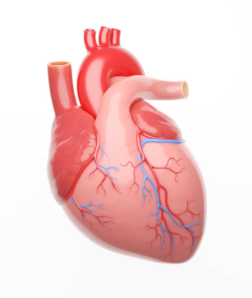 istock Human heart on the white background 3D illustration 2001950461