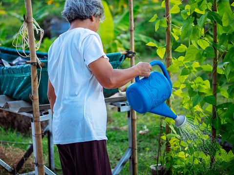 asian elderly woman watering plant