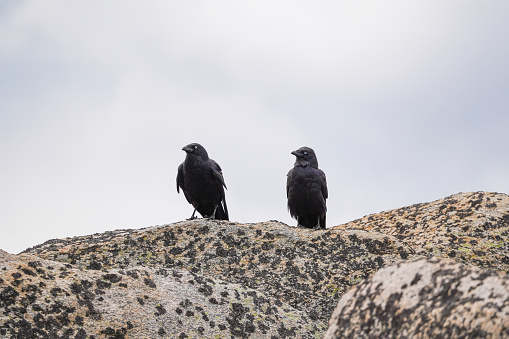 two crows sitting on a rock