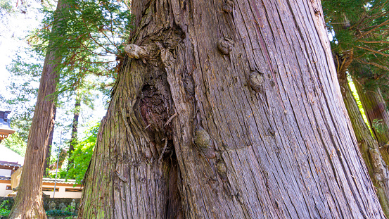 Large tree bark texture material