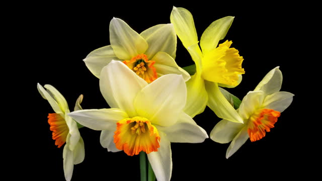 Beautiful composition of spring flowers. Bouquet of yellow Narcissus.