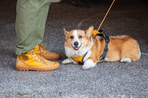 istock Corgi dog resting on the ground 2001987661