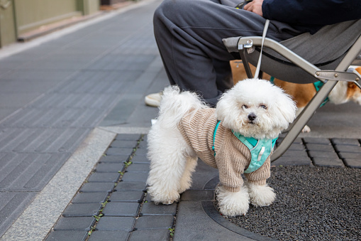 Poodle and its owner