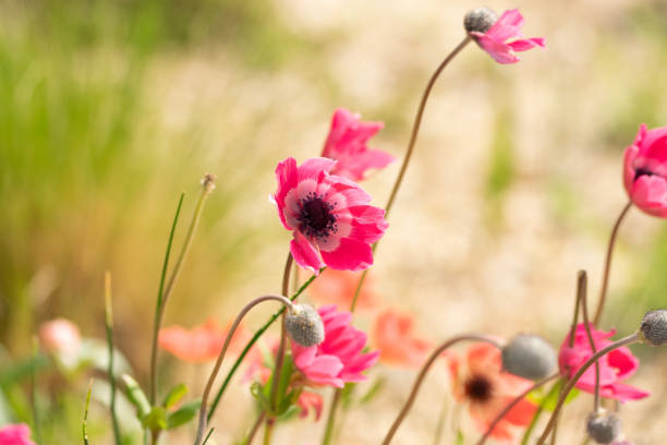 Close up of red Poppy Anemones (Anemone coronaria) blowing in the wind with a defocused background