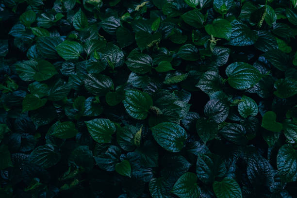 istock Lush Betel Leaves Background in Moody Low Light 2001993933
