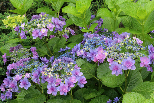 Hydrangea blooming in the garden