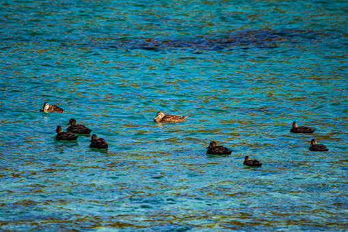 Ducks congregating in the ocean on a sunny day