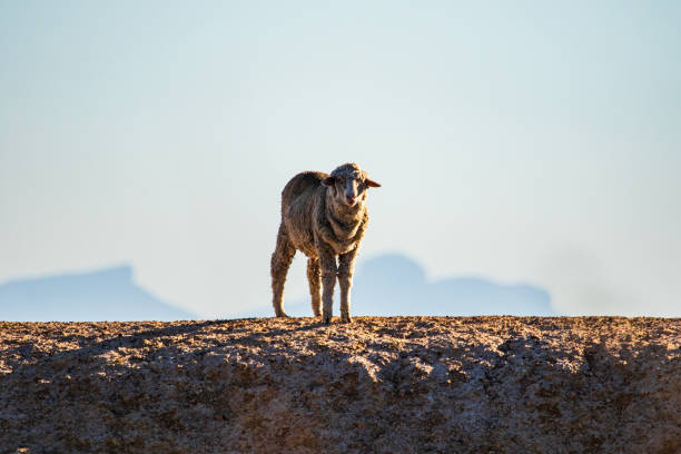 Sheep standing on a hill in morning light