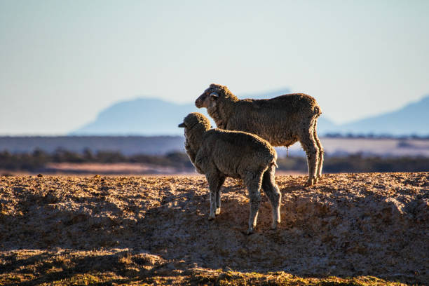 Sheep standing on a hill in morning light