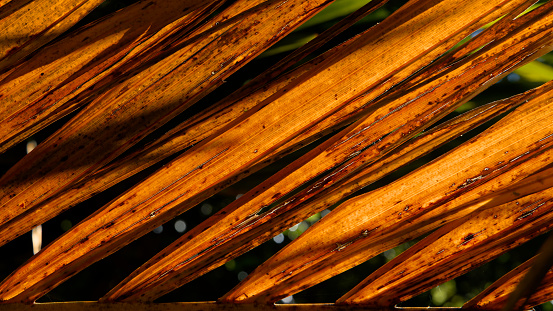 Background: nature's art graphic resource. Backlit fern leaf in native bush forest, Marlborough Sounds, south island, Aotearoa / New Zealand.