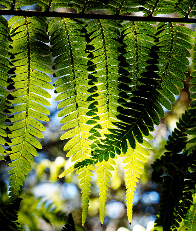 Background: nature's art graphic resource. Backlit fern leaves overlapping and creating new and unique leaf patterns where they intersect. Marlborough Sounds, south island, Aotearoa / New Zealand.