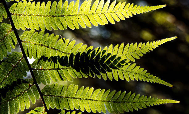 Background: Nature's art, backlit fern leaves overlapping and creating new and unique leaf patterns where they intersect.