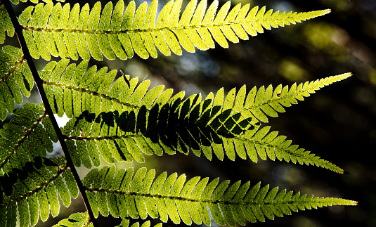 Background: nature's art graphic resource. Nature's art, backlit fern leaves overlapping and creating new and unique leaf patterns where they intersect. Marlborough Sounds, south island, Aotearoa / New Zealand.