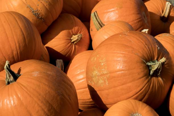 istock Pumpkins displayed on market shelves 2002028027