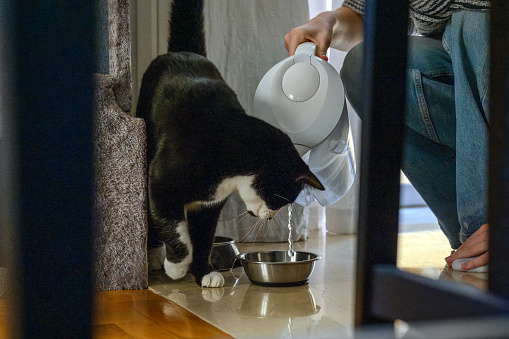 the owner pours the water for her cat