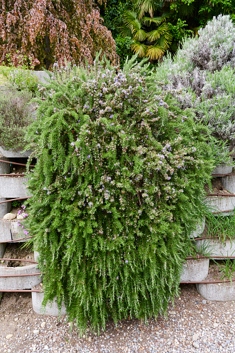 Plant of Rosemary prostratus (Rosmarinus prostratus). Villa Carlotta. Province of Como. Italy.