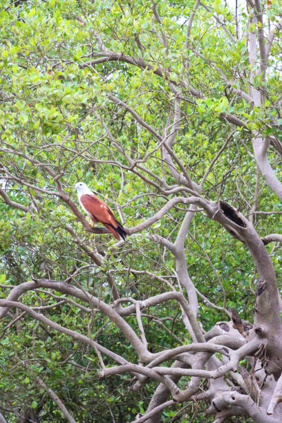 Stock photo showing a mangrove forest where an adult Brahminy kite is perching. In India the Brahminy Kite represents Garuda \
