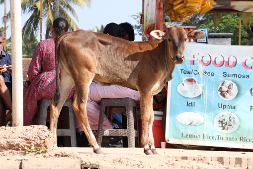 Palolem Beach, Goa, India - January, 10 2024: Stock photo showing close-up view of brown Indian cow calf standing by tables and chairs on wooden decking of a beach restaurant. Cows in India are considered to be sacred.