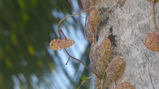 A stilt liana on a palm tree and its flower