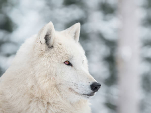 istock portrait of a white wolf on a gray background 2002116655
